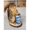 Image 2 : Naughty Squirrel Taxidermy Mount