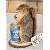 Image 3 : Naughty Squirrel Taxidermy Mount