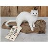 Image 2 : Weasel On Driftwood Taxidermy Mount