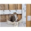 Image 1 : Squirrel In A Birch Bark Canoe Taxidermy