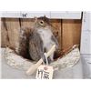 Image 2 : Squirrel In A Birch Bark Canoe Taxidermy