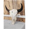 Image 2 : American Bison Buffalo Skull Taxidermy