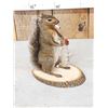 Image 2 : Naughty Squirrel Full Body Taxidermy Mount