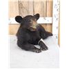 Image 1 : Black Bear Cub Full Body Taxidermy Mount