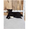 Image 2 : Black Bear Cub Full Body Taxidermy Mount