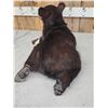 Image 4 : Black Bear Cub Full Body Taxidermy Mount