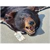 Image 2 : Nice Little Black Bear Rug Taxidermy