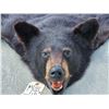 Image 2 : Black Bear Rug Taxidermy