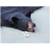 Image 3 : Black Bear Rug Taxidermy