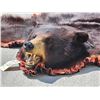 Image 2 : Big Black Bear Rug Taxidermy
