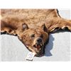 Image 2 : Cinnamon Phase Black Bear Rug Taxidermy