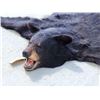 Image 3 : Nice Black Bear Rug Taxidermy