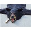 Image 4 : Nice Black Bear Rug Taxidermy