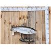 Image 1 : 30" Brown Trout Real Skin Fish Taxidermy