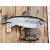 Image 3 : 30" Brown Trout Real Skin Fish Taxidermy