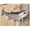 Image 2 : 35" Rainbow Trout Real Skin Fish Taxidermy