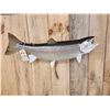 Image 3 : 35" Rainbow Trout Real Skin Fish Taxidermy