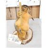 Image 2 : Squirrel On A Stripper Pole Taxidermy