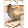 Image 3 : Squirrel On A Stripper Pole Taxidermy