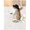 Image 3 : Sheriff Squirrel Full Body Taxidermy Mount