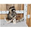 Image 1 : Raccoon In A Birch Bark Canoe Taxidermy