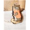 Image 4 : Hunting Squirrel Full Body Taxidermy Mount