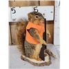Image 2 : Hunting Squirrel Full Body Taxidermy Mount