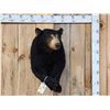 Image 1 : Black Bear Half Body Taxidermy Mount