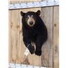 Image 2 : Black Bear Half Body Taxidermy Mount