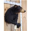 Image 5 : Black Bear Half Body Taxidermy Mount