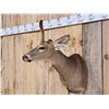 Image 2 : Rare Velvet Antlered Whitetail Doe Shoulder Mount Taxidermy