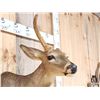 Image 4 : Rare Velvet Antlered Whitetail Doe Shoulder Mount Taxidermy