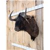 Image 2 : African Wildebeest Shoulder Mount Taxidermy