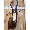 Image 2 : African Blesbok Shoulder Mount Taxidermy