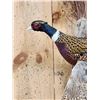 Image 2 : Ringneck Pheasant In Flight Bird Taxidermy