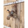 Image 3 : Ringneck Pheasant In Flight Bird Taxidermy