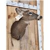 Image 4 : Whitetail Doe Shoulder Mount Taxidermy