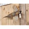 Image 3 : Ringneck Pheasant In Flight Bird Taxidermy