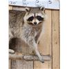 Image 2 : Raccoon On A Limb Full Body Taxidermy Mount