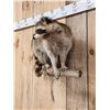 Image 4 : Raccoon On A Limb Full Body Taxidermy Mount