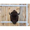 Image 1 : American Bison Buffalo Shoulder Mount Taxidermy