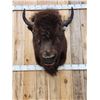 Image 2 : American Bison Buffalo Shoulder Mount Taxidermy