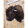 Image 3 : American Bison Buffalo Shoulder Mount Taxidermy
