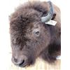 Image 4 : American Bison Buffalo Shoulder Mount Taxidermy