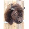 Image 5 : American Bison Buffalo Shoulder Mount Taxidermy