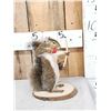 Image 1 : Bow Hunting Squirrel Full Body Taxidermy Mount