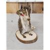 Image 2 : Bow Hunting Squirrel Full Body Taxidermy Mount