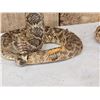 Image 3 : Pair Of Diamondback Rattlesnakes Taxidermy