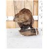 Image 1 : Beaver Full Body Taxidermy Mount