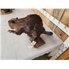 Image 3 : Beaver Full Body Taxidermy Mount